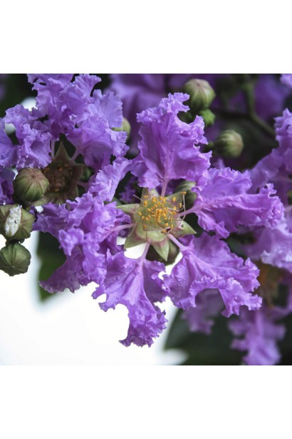 Лагерстремія індійська Петіт Орчід квітка